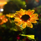 🌞🌻Wasserdichte Solar-Sonnenblumenleuchten für den Garten - Jetzt im Angebot